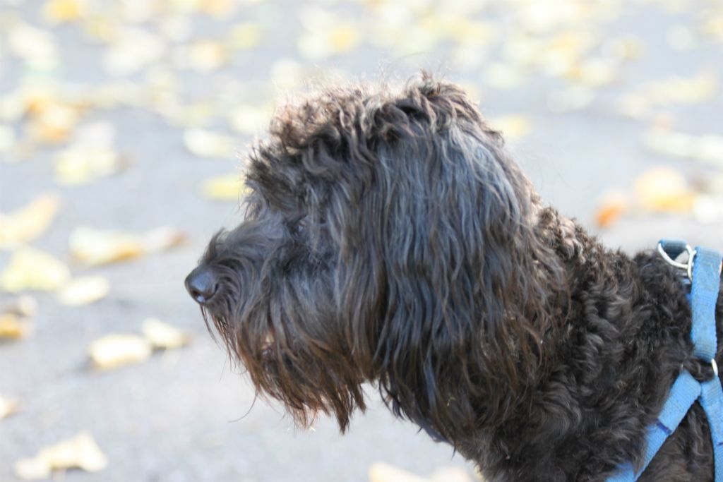 Teddy